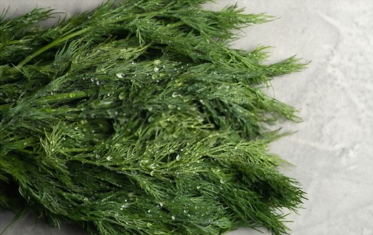 How Long Does Fresh Dill Last? Does It Go Bad?