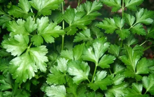How Long Does Parsley Last? Does it Go Bad?