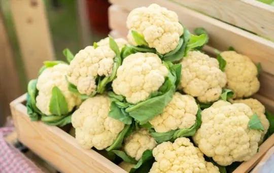 How Long Does Cauliflower Last? Does it Go Bad?