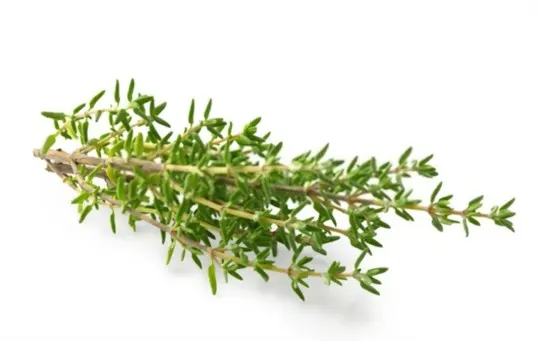 How Long Does Thyme Last? Does it Go Bad?