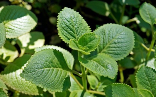 5 Mexican Oregano Alternatives You Didn’t Even Know Existed