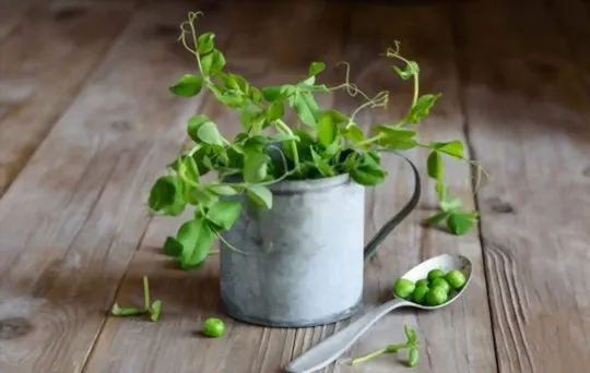 5 Best Pea Shoots Substitutes to Consider