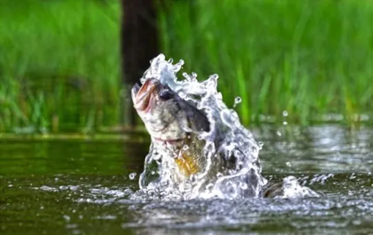 What Does Bass Taste Like? A Comprehensive Guide