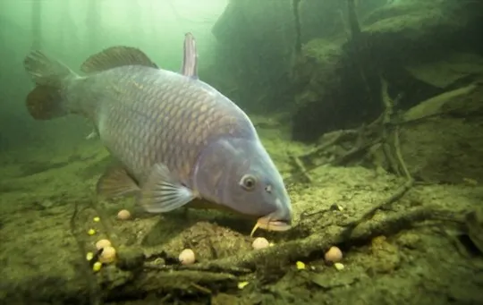 What Does Carp Taste Like? A Comprehensive Guide