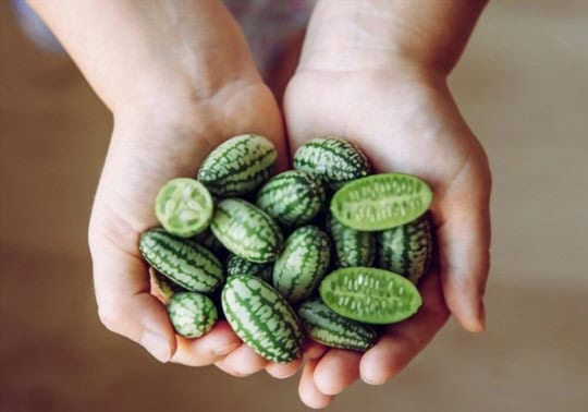 What Do Cucamelons Taste Like? A Comprehensive Guide