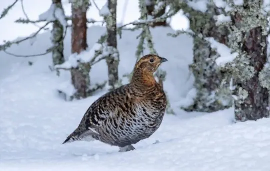 What Does Grouse Taste Like? A Comprehensive Guide