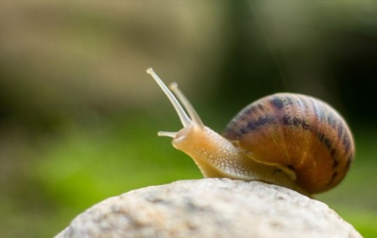 What Do Snails Taste Like? A Comprehensive Guide