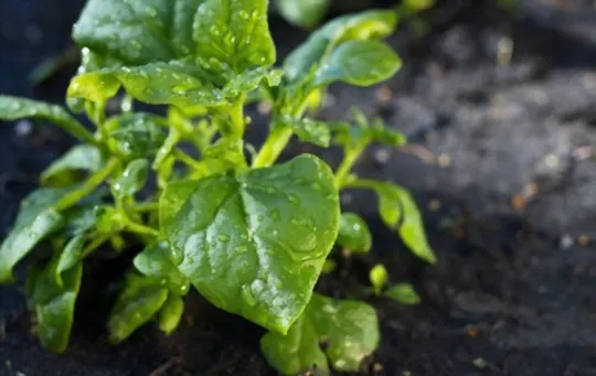 What Does Spinach Taste Like? A Comprehensive Guide