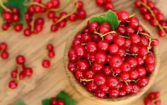 what are currants