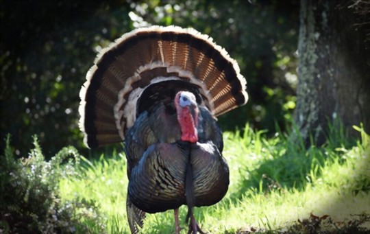 What Does Wild Turkey Meat Taste Like? A Comprehensive Guide
