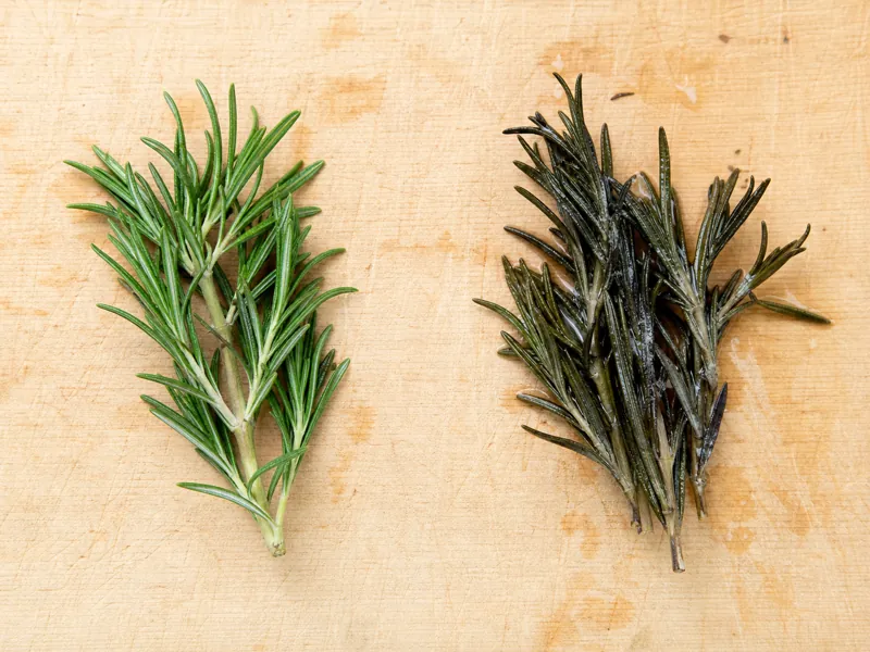 Fresh rosemary beside dried and spoiled rosemary for comparison | EpicureDelight