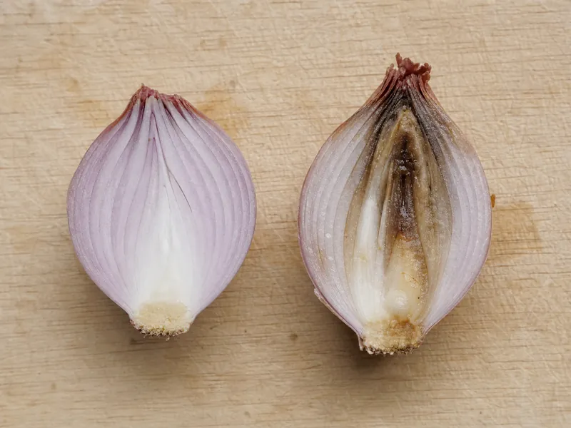 Sound shallot beside a cut shallot showing spoilage | EpicureDelight