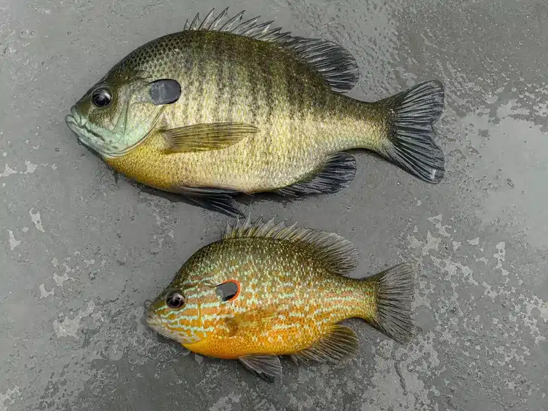 Bluegill and pumpkinseed freshwater sunfish side by side - freshwater sunfish | EpicureDelight