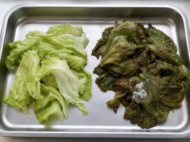 Wilted and spoiled lettuce leaves compared - freshness | EpicureDelight