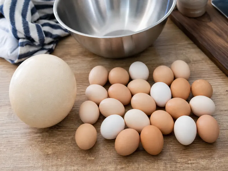 One ostrich egg compared with several chicken eggs | EpicureDelight