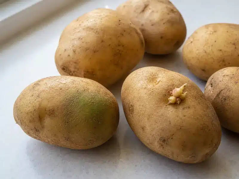 Potatoes with a small sprout and green patch during storage inspection - potatoes | EpicureDelight